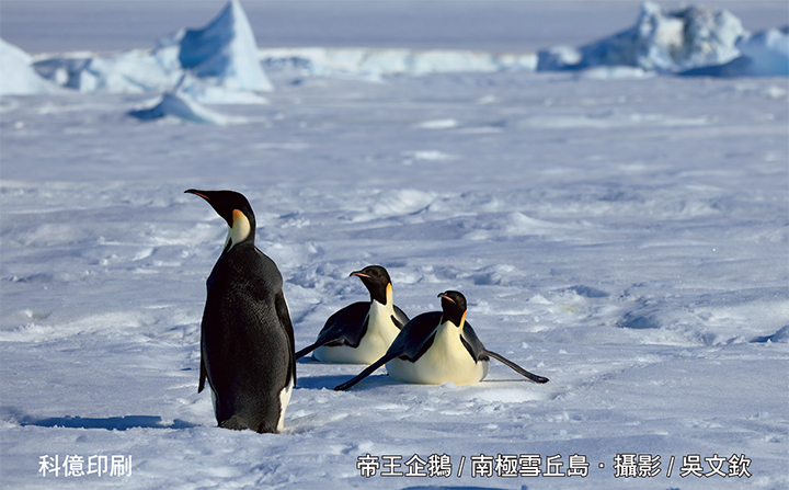 帝王企鵝/南極雪丘島．攝影/吳文欽